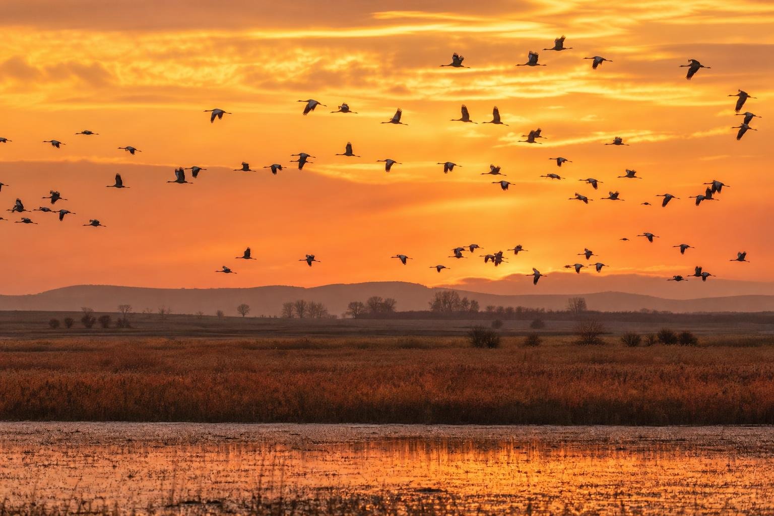 Darucsapat repül a puszta fölött naplementében